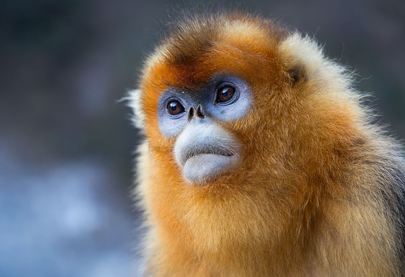 j Golden Snub Nosed Monkey 11-1-2026 15