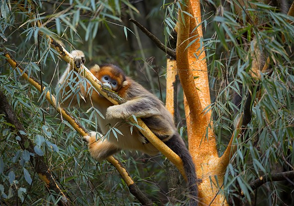 j Golden Snub Nosed Monkey 11-1-2026 17