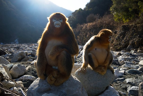 j Golden Snub Nosed Monkey 11-1-2026 27