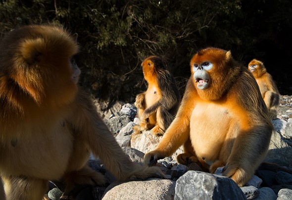 j Golden Snub Nosed Monkey 11-1-2026 35