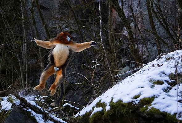 j Golden Snub Nosed Monkey 12-1-2026 18