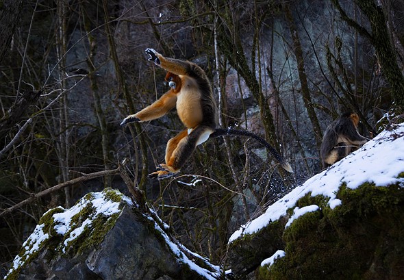 j Golden Snub Nosed Monkey 12-1-2026 24