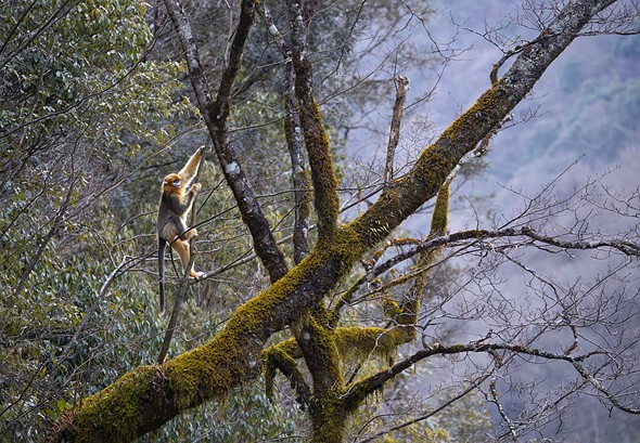 j Golden Snub Nosed Monkey 12-1-2026 3