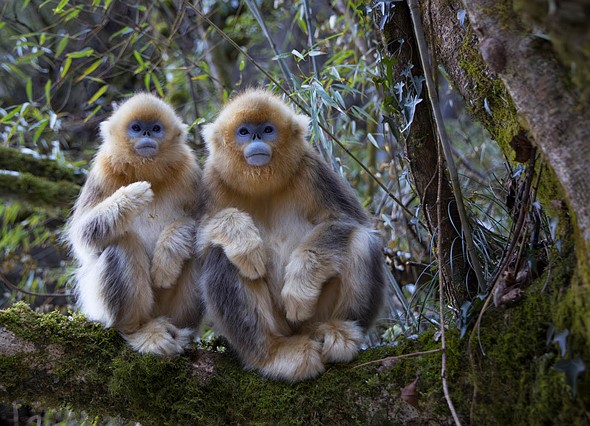 j Golden Snub Nosed Monkey 12-1-2026 34