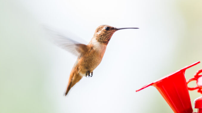 nature-movement-photography-hummingbird-hovering-at-feeder