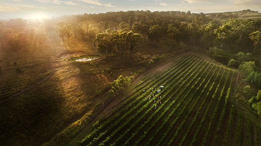 10 Louis Jadot Wine Photographer of the Year - Places Chris Elfes The Hidden Vineyard Hi-Res