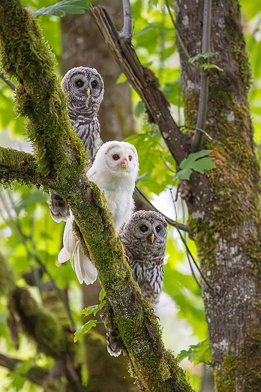 Bearly-There-three-owls-one-white-in-tree
