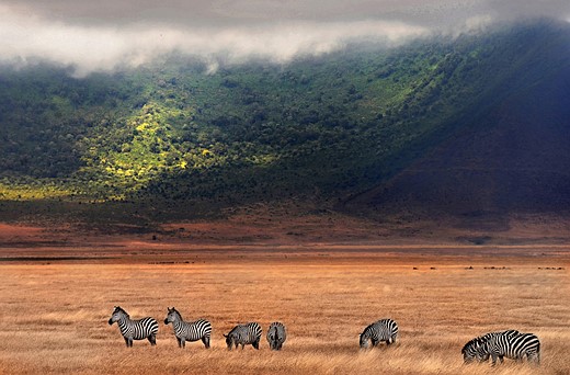 GrayCard - Ngorongoro Crater in Tanzania - zebras grazing