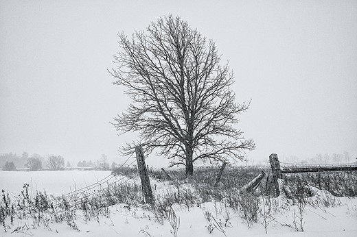 Joachim-Wulfers-Solitary-winter-tree-snow-covered
