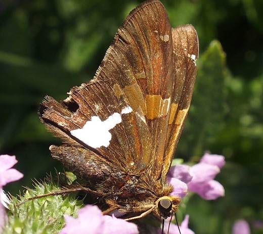 elliottnewcomb-moth-oly-stylus-1