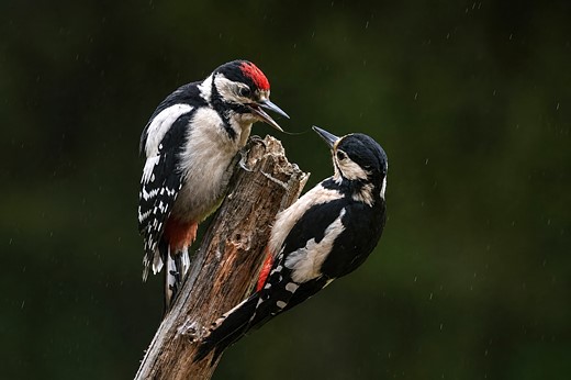 hwvlover - pair of great spotted woodpeckers on log