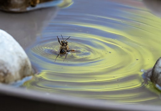 hwvlover_bee-drowning_DSC2389pse_b_2048