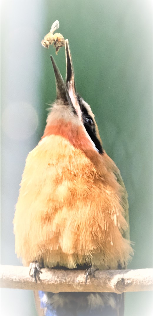 pentax-mono-bird-eating-bee