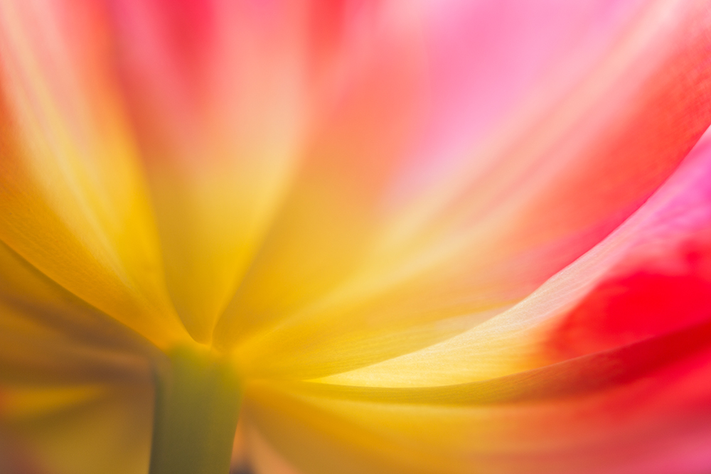 Artistic macro photography featuring an extreme close-up of a backlit tulip petal with soft yellow and pink color gradients.