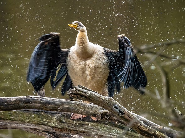 Australasian-Darter