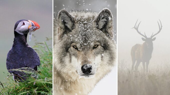 Harnessing-Bad-in-Weather-Wildlife-Photography-by-Kate-Garibaldi-PetaPixel-Cover