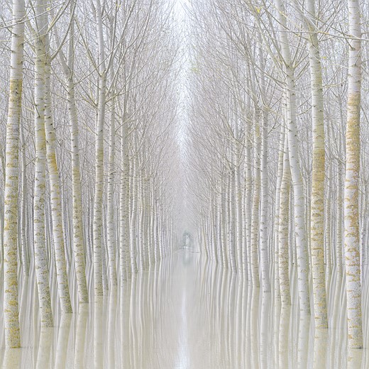 LANDSCAPE Rohan Reilly II