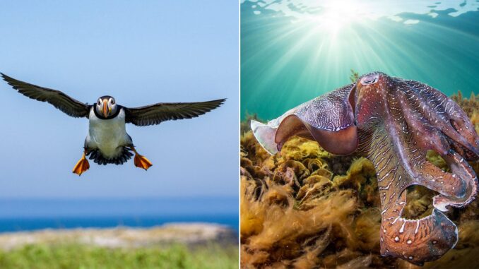 ocean-conservancy-2026-featured