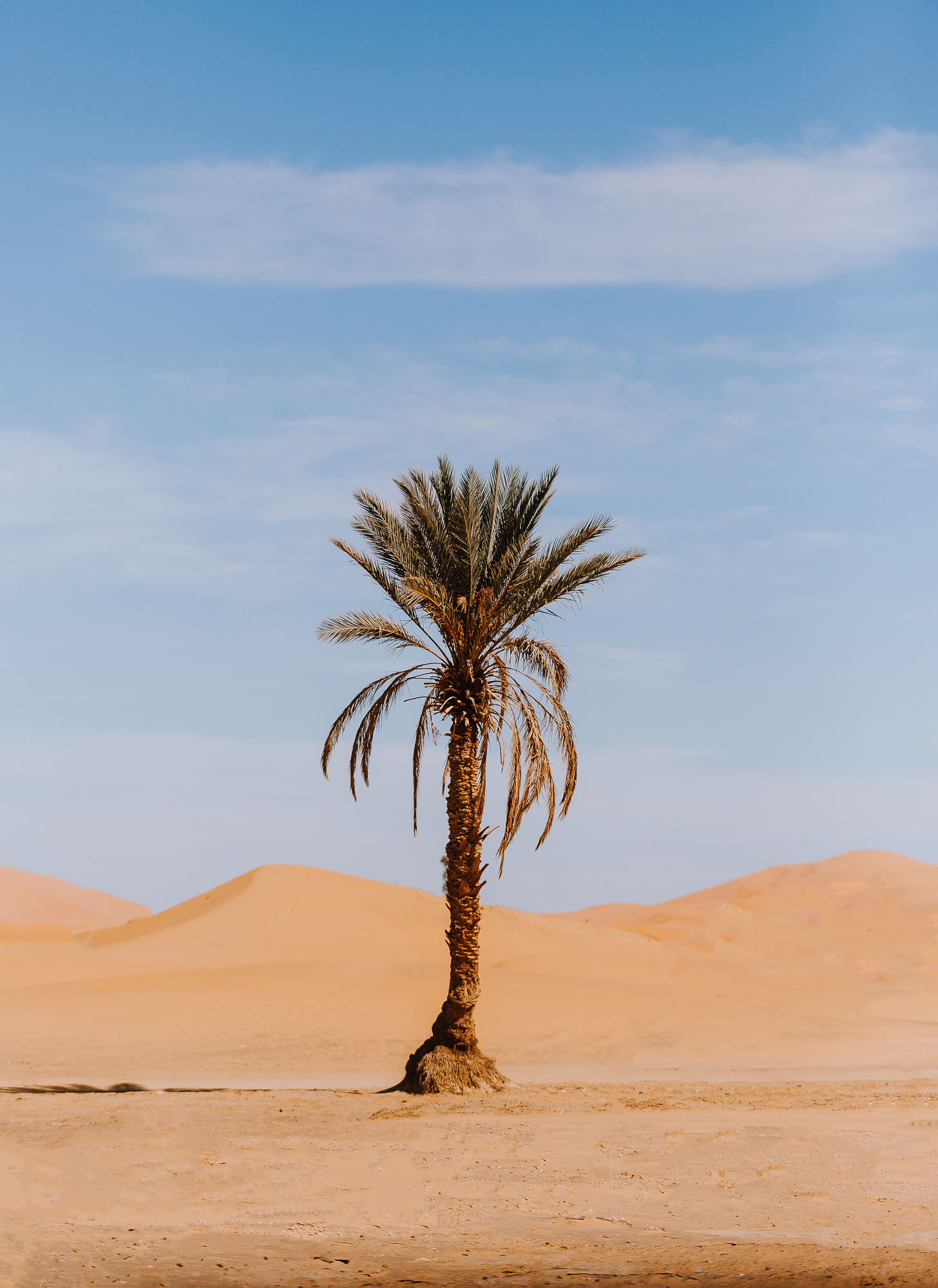 A lonely green palm tree standing tall against the arid background of sand dunes in the Merzouga desert, illustrating powerful travel and adventure photography by Younes Ezzentri.