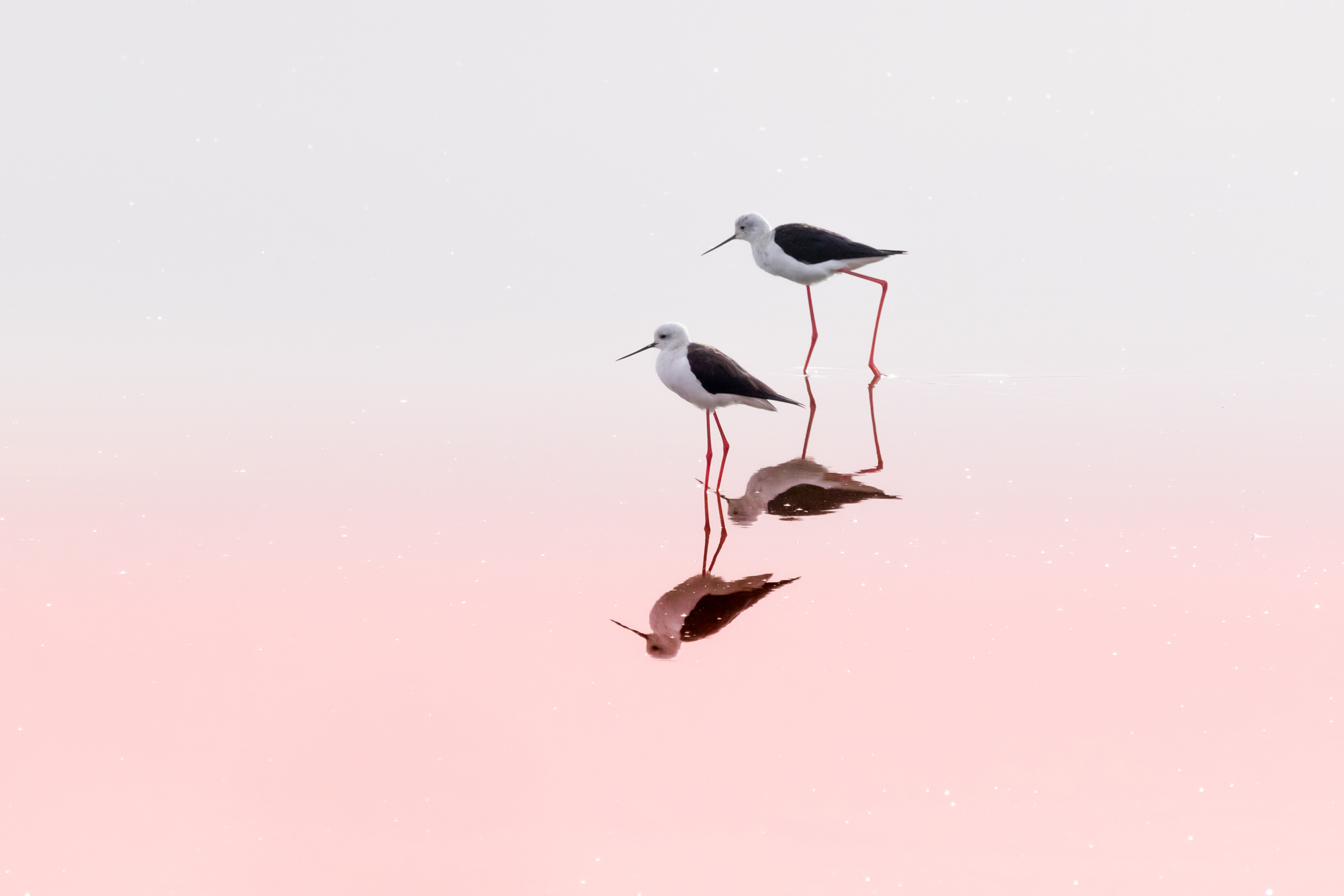 Two black-winged stilt birds standing in calm pink water, illustrating finding reflections in photography through natural symmetry.
