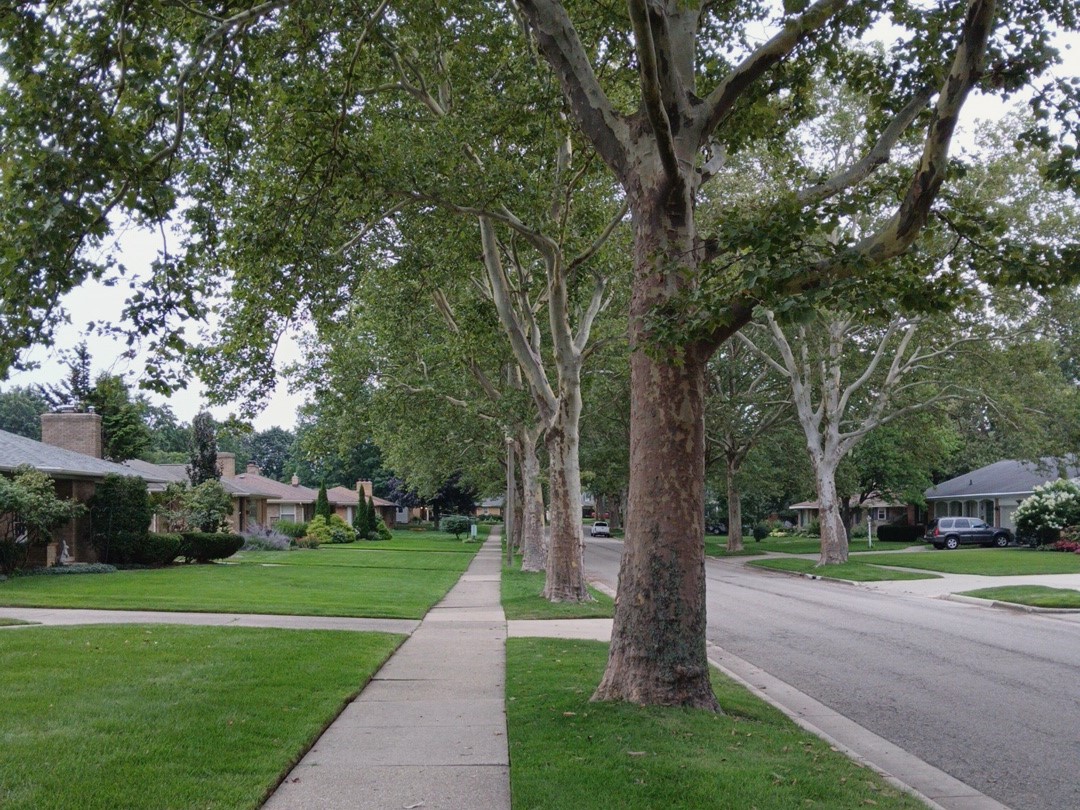 Not exotic, but the city street lined with mature sycamore trees in the last hour of summer daylight was too good to miss taking a photo: Samsung a15 with the VWFNDR_MBL app for Android to bypass oversharpened, oversaturated, overprocessed photography. Low light, but leaning against a tree to steady the shutter release. ZIP code 49505 (latitude 43 degrees north).