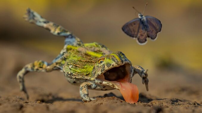 Wildlife-Photographer-of-the-Year