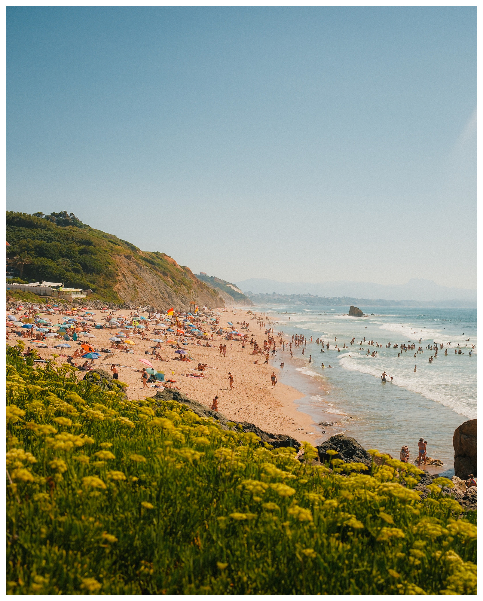 Yellow wildflowers on a cliff above a crowded summer beach in Biarritz