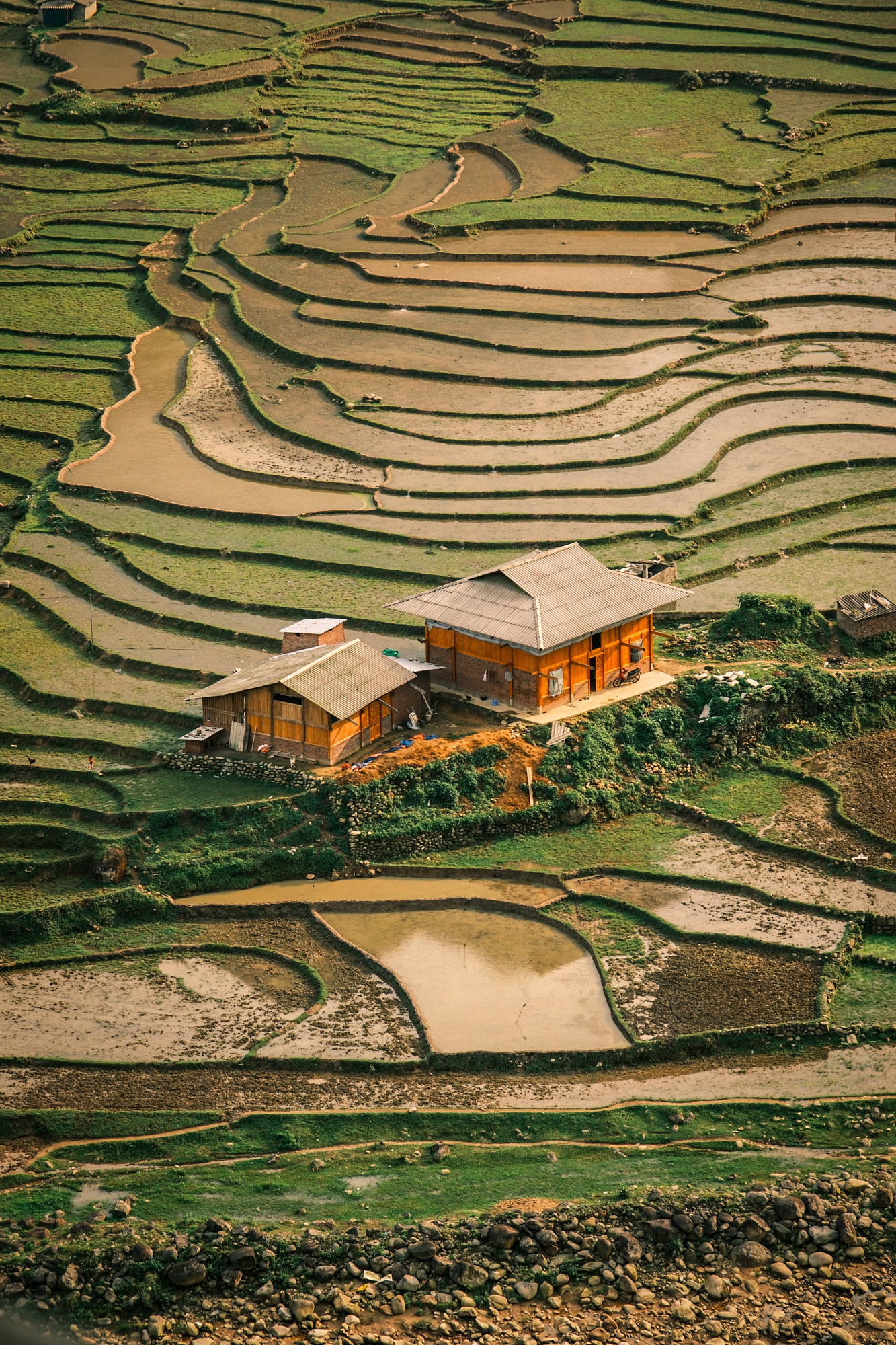 Terraced rice fields curving around two wooden farmhouses in northern Vietnam
