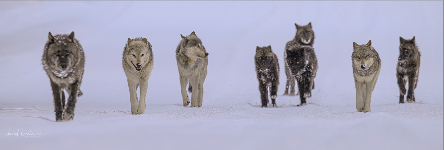 Wolf pack in snow.