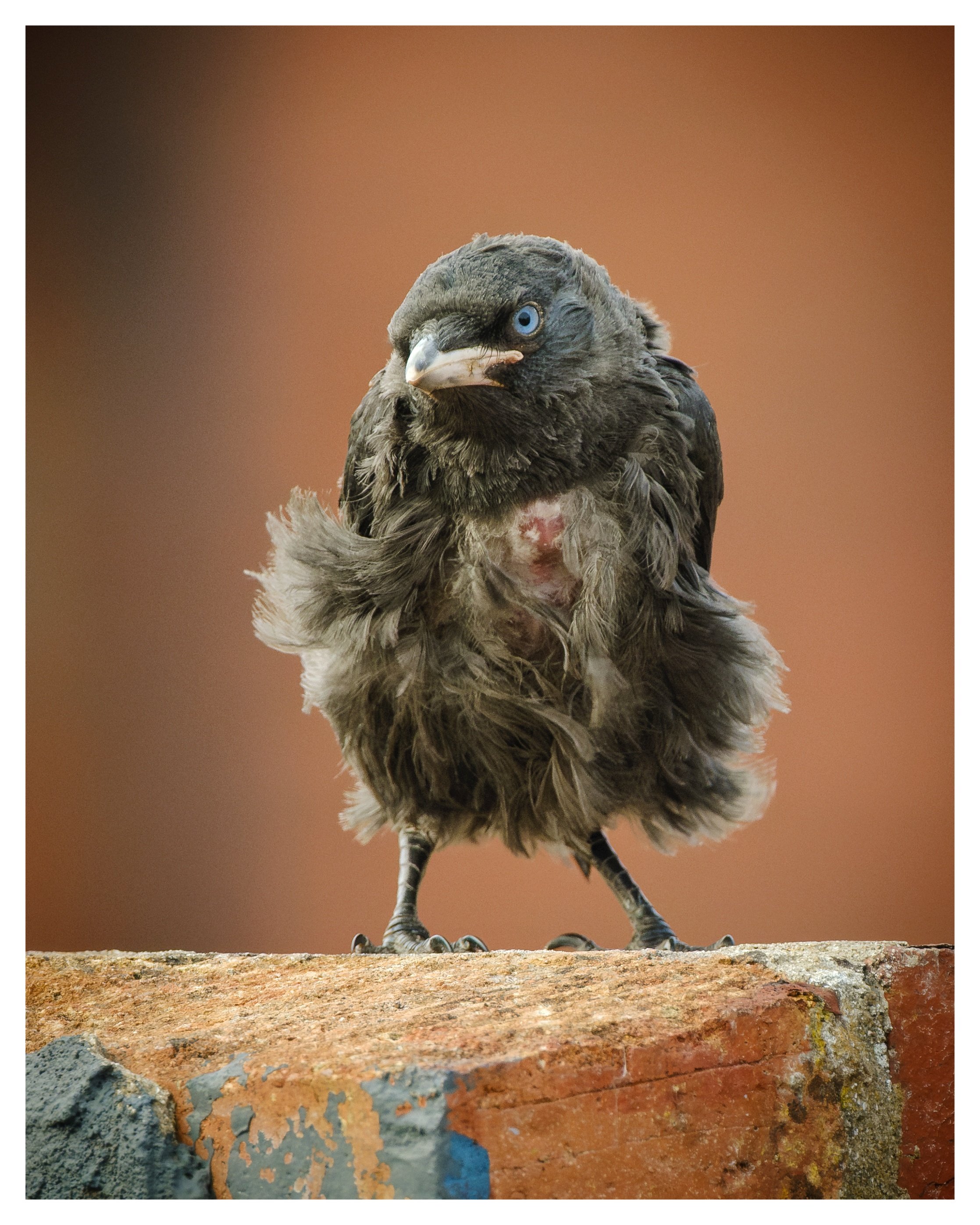 Eurasian Wren.