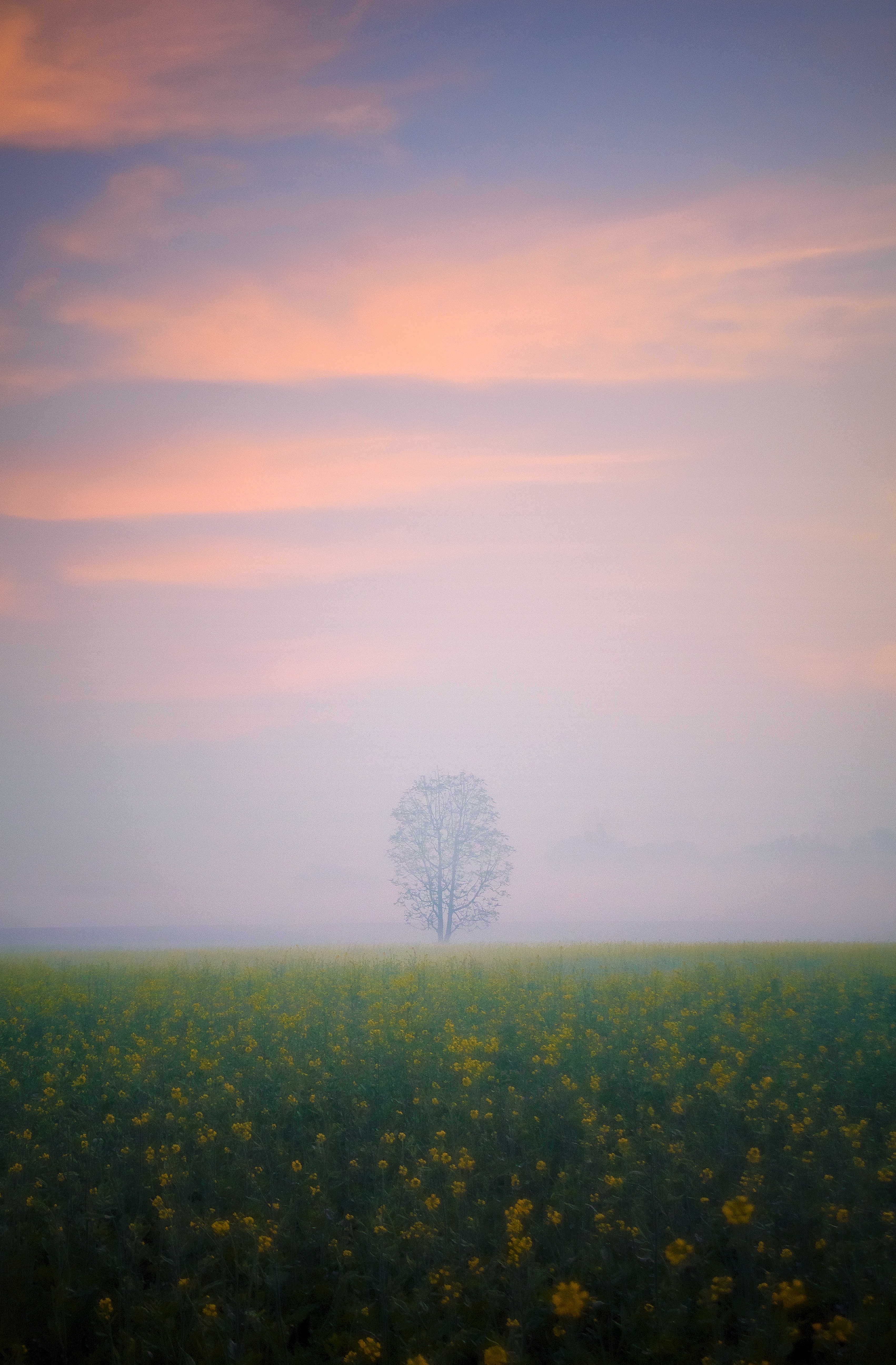 Lone tree emerging from morning mist in a field of yellow rapeseed flowers under pink sunrise clouds, a minimalist fog photography composition.