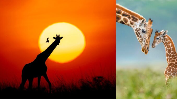 Remembering-Giraffes